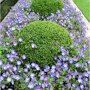 Geranium 'Rozanne'
